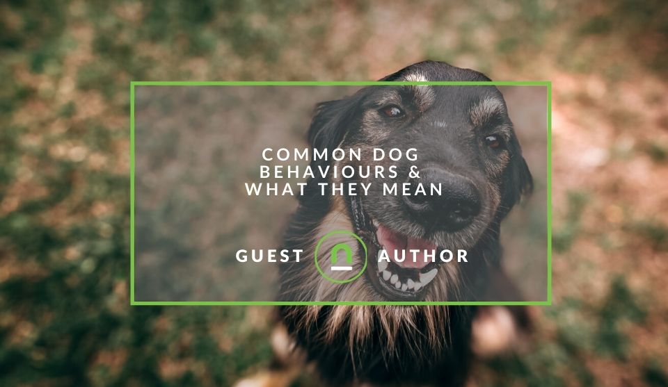 7 common dog behaviours & what they mean