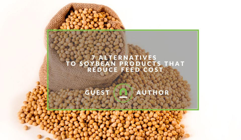 alternatives to soybeans as feed