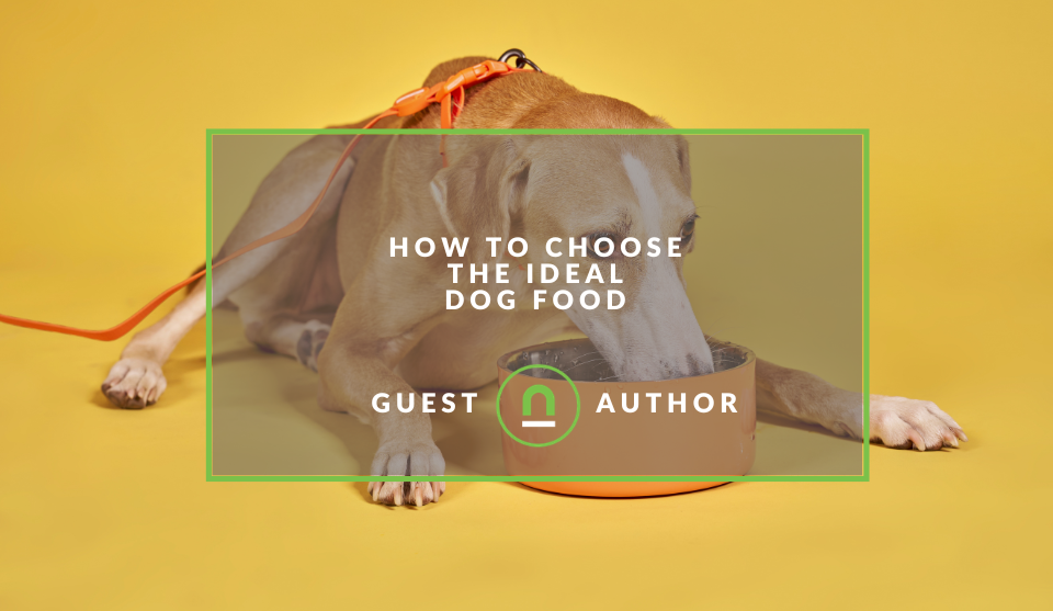 Picking the correct food for your dog