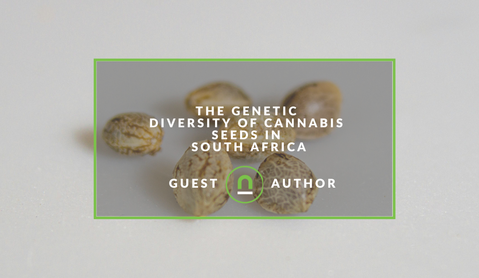 Diversity of marijuana seeds in South Africa