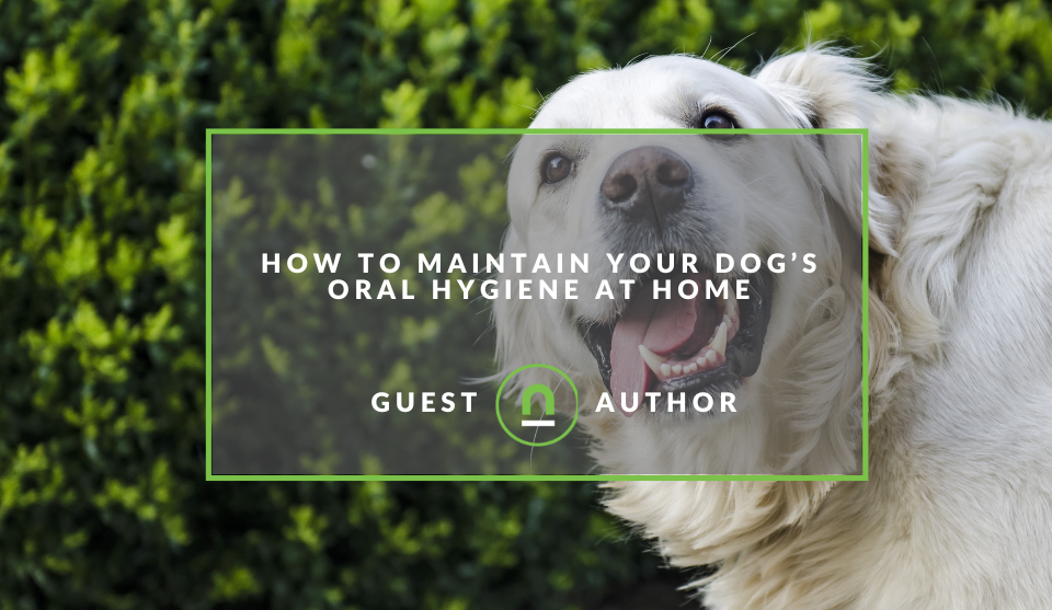 Tips to maintain your dogs oral health 