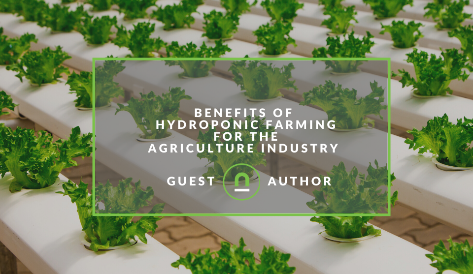 Benefits of hydroponics