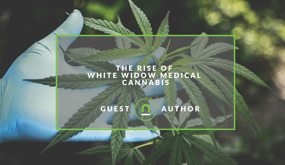Why white widow cannabis is so popular