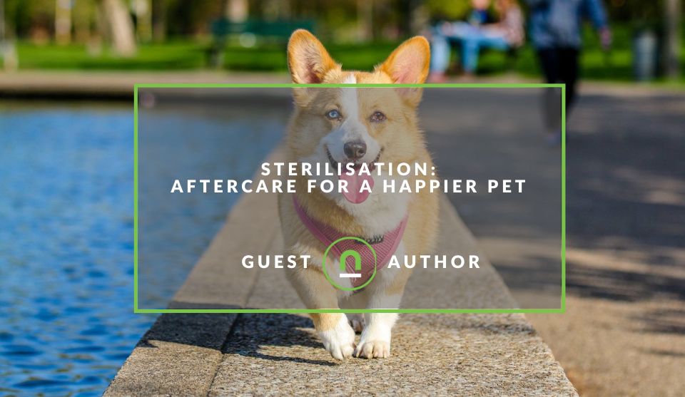 Sterilisation tips for pet owners