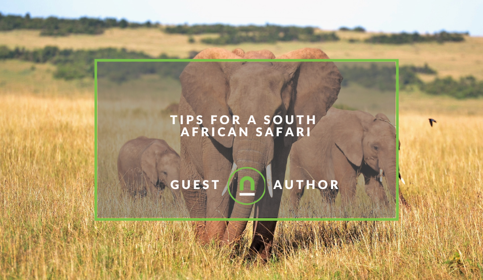 Safari tips when visiting south africa