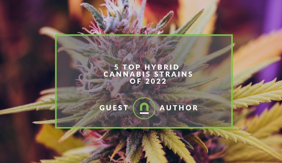 Hybrid cannabis strains popular in 2022