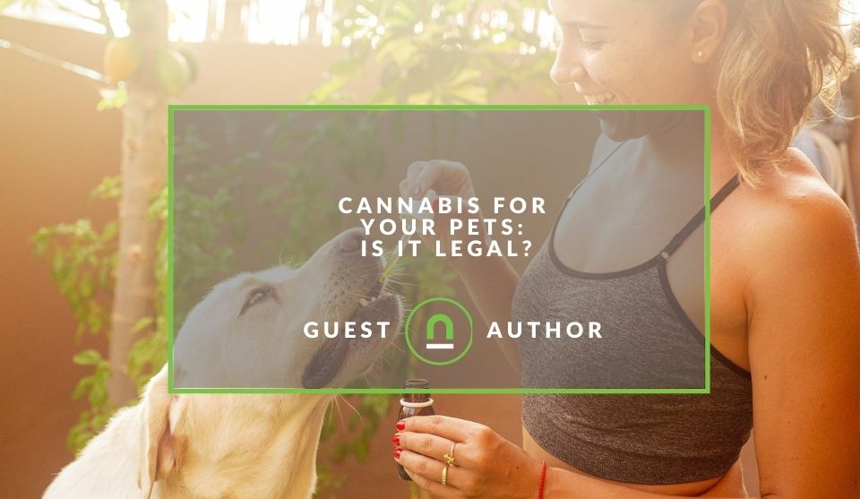 Cannabis for pet use