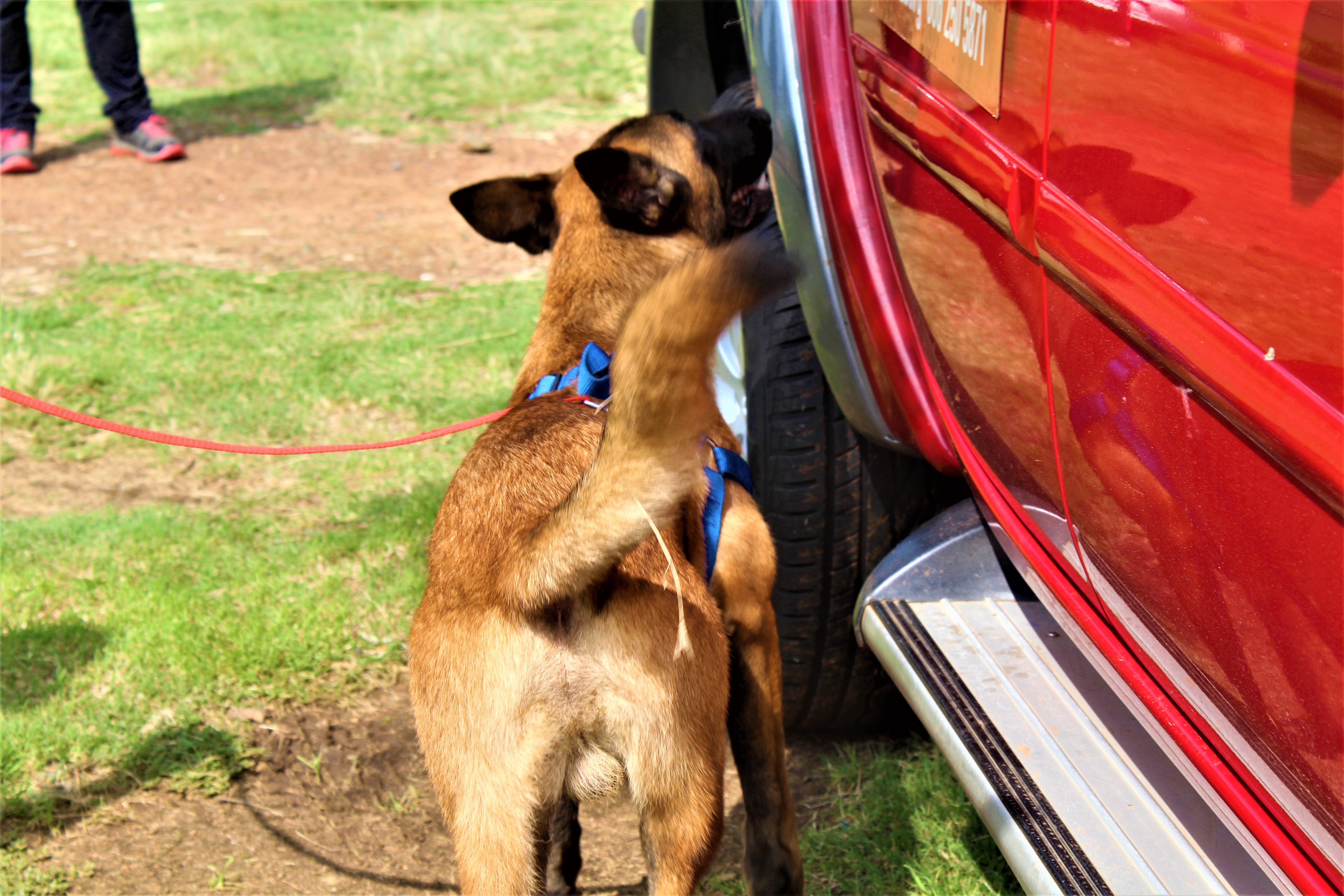 Narcotic Detection