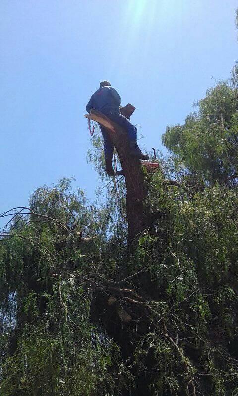 We offer a range of tree felling services which include tree cutting, stump removal,shrub trimming.Contact us for a free quote.