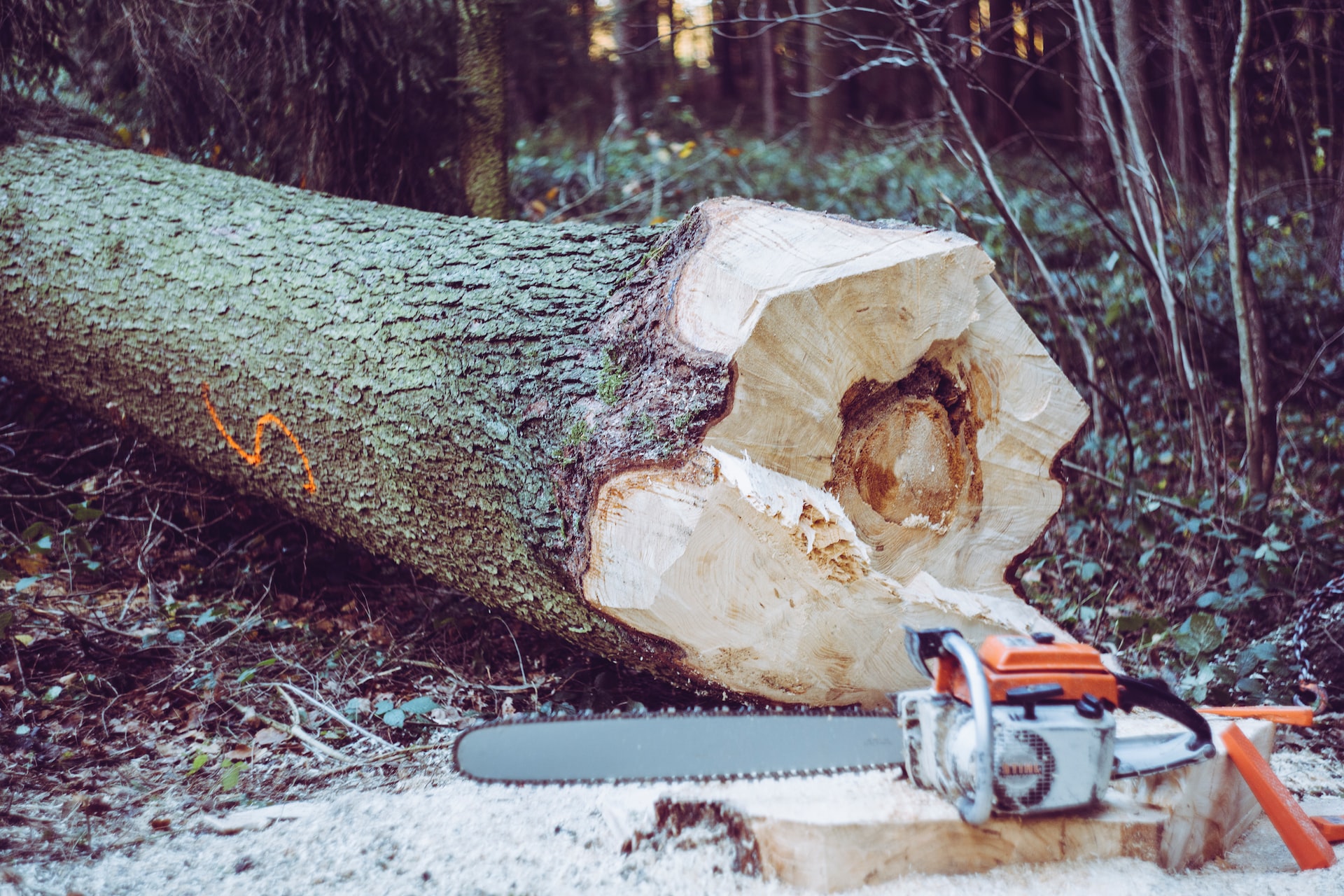 tree cutting/ removal