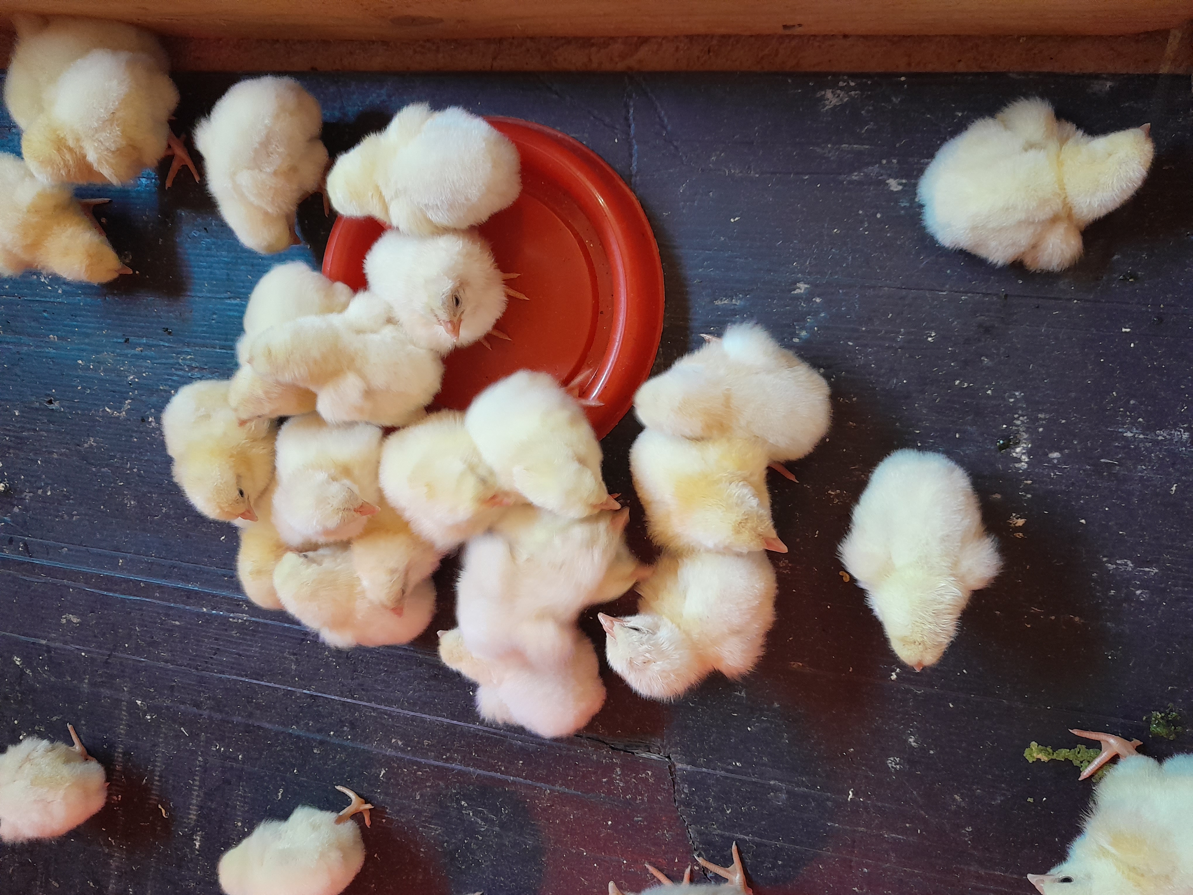 Day old chicks