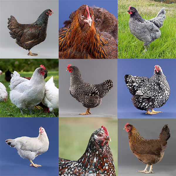 Chickens for sale