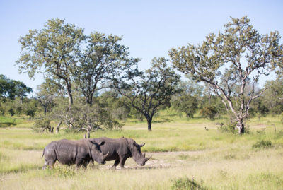 Pack of rhinos on safari
