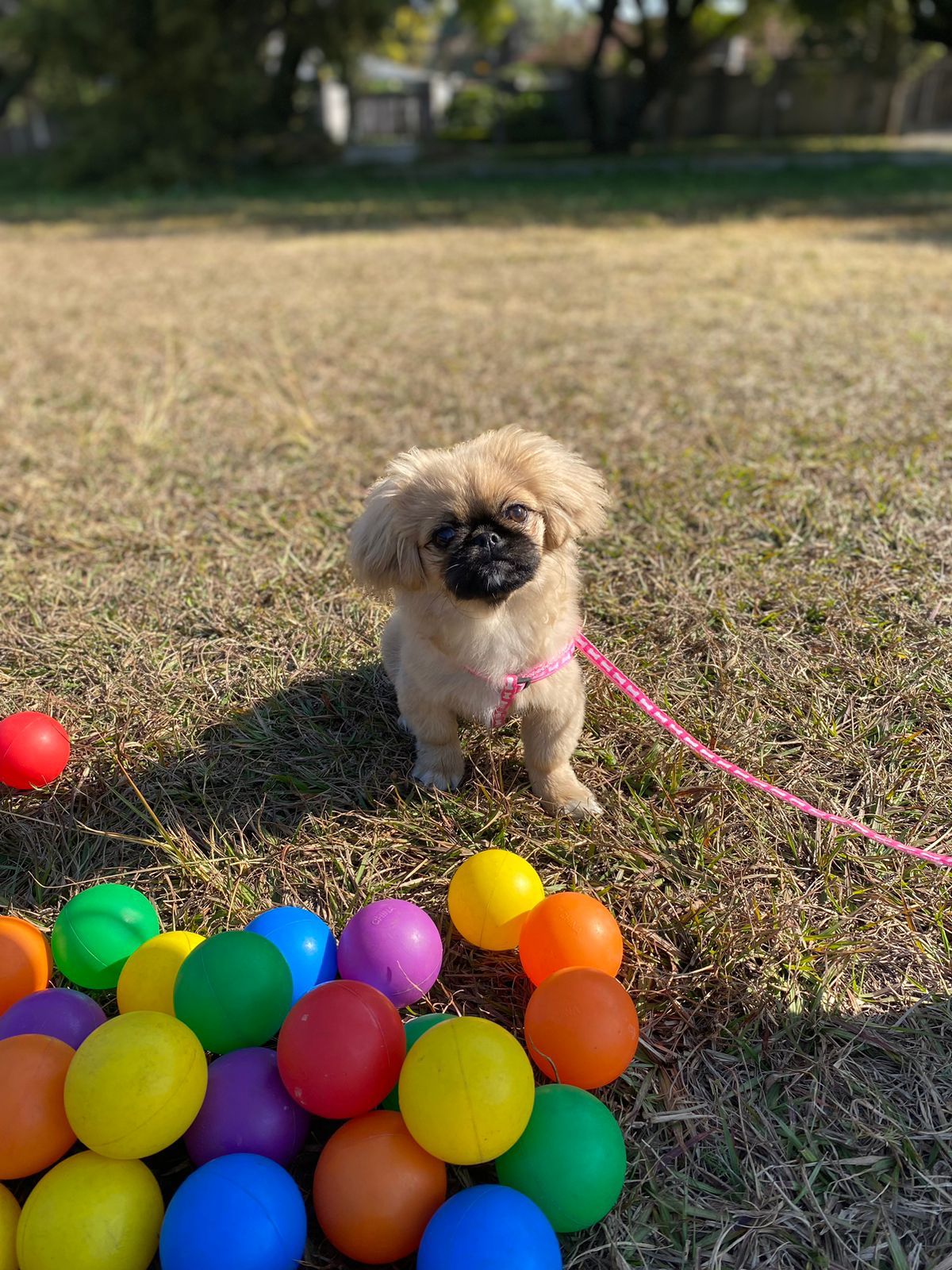 Our puppy training classes