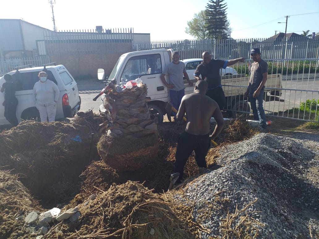 stump removal in cape town