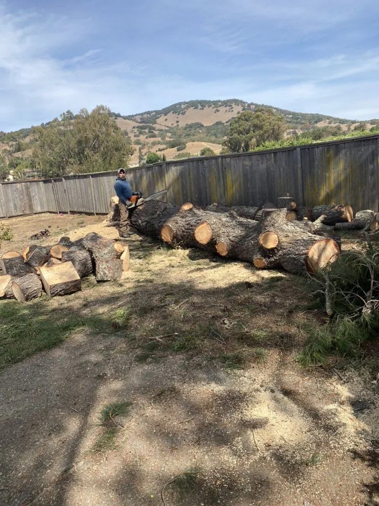 Our treefelling services in California