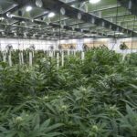 We are Medigreen Solutions high-quality, sun-grown, sustainable flowers in the controlled environment of a greenhouse, hydrated by our own geothermal well.Medical cannabis can be administered through various methods, including capsules, lozenges, tinctures, dermal patches, oral or dermal sprays, cannabis edibles, and vaporizing or smoking dried buds. Bud Shop, Bud Shop Phuket, Bud Shop Thailand, Best cannabis, Best bud.