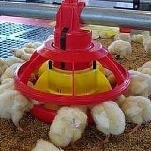 +2349014245104.........      About Us: Olam Nigeria is a leading agri-business working along the value  chain from growing and sourcing raw commodities, to processing, exporting and distribution, and the manufacturing of consumer-packaged foods.   With offices across all the geopolitical zones of the Nigerian Federation   We are one of the leading animal feed and day-old chick producers in Nigeria, providing quality, affordable poultry and fresh-water fish feed, and chicks to farmers.     BRANDS