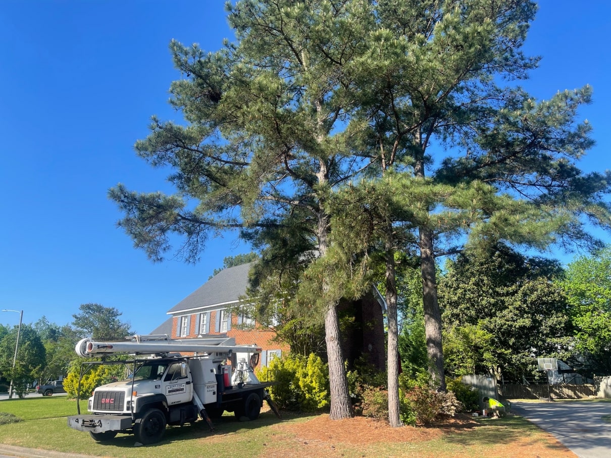 treefelling services