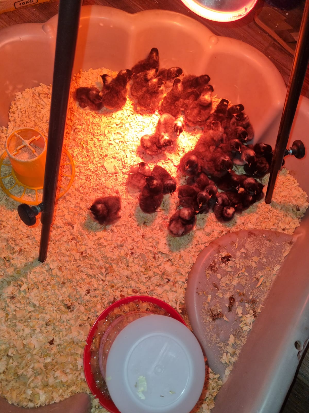 Potch Koekoek One Day Old