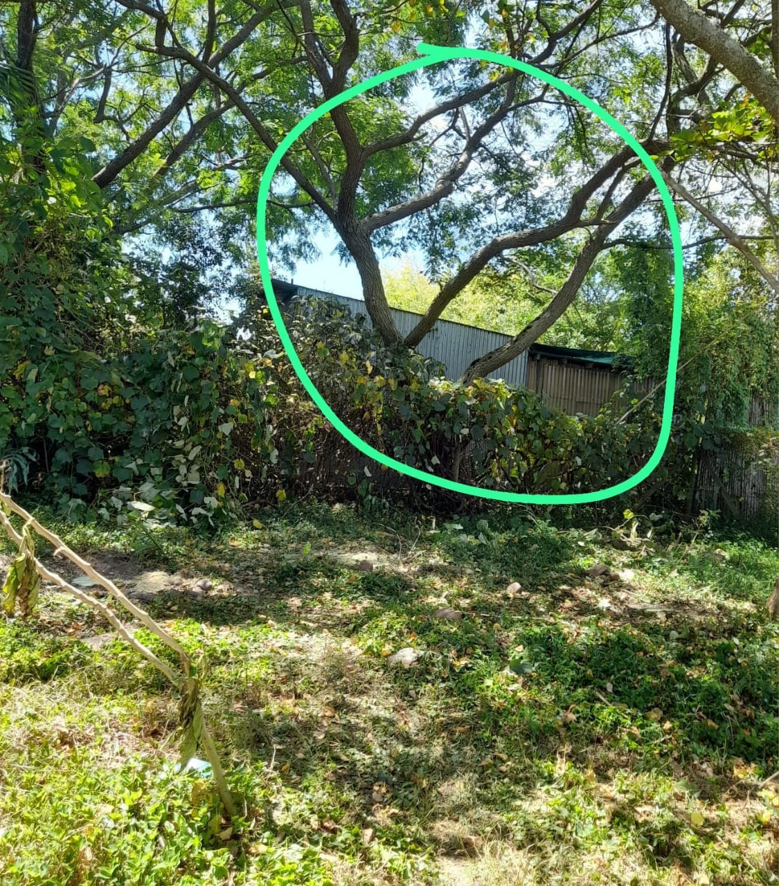 tree felling cape town