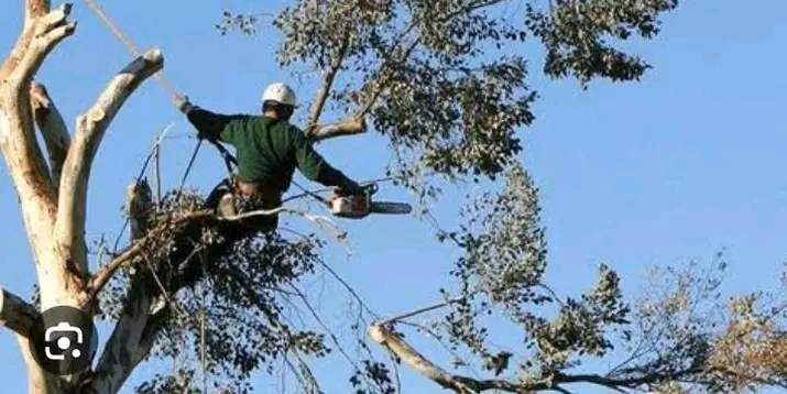 Tree Felling a tree service that you can rely on, We are to assist you with all your tree care needs ?? Top rated ? Certified arborist Pietermaritzburg