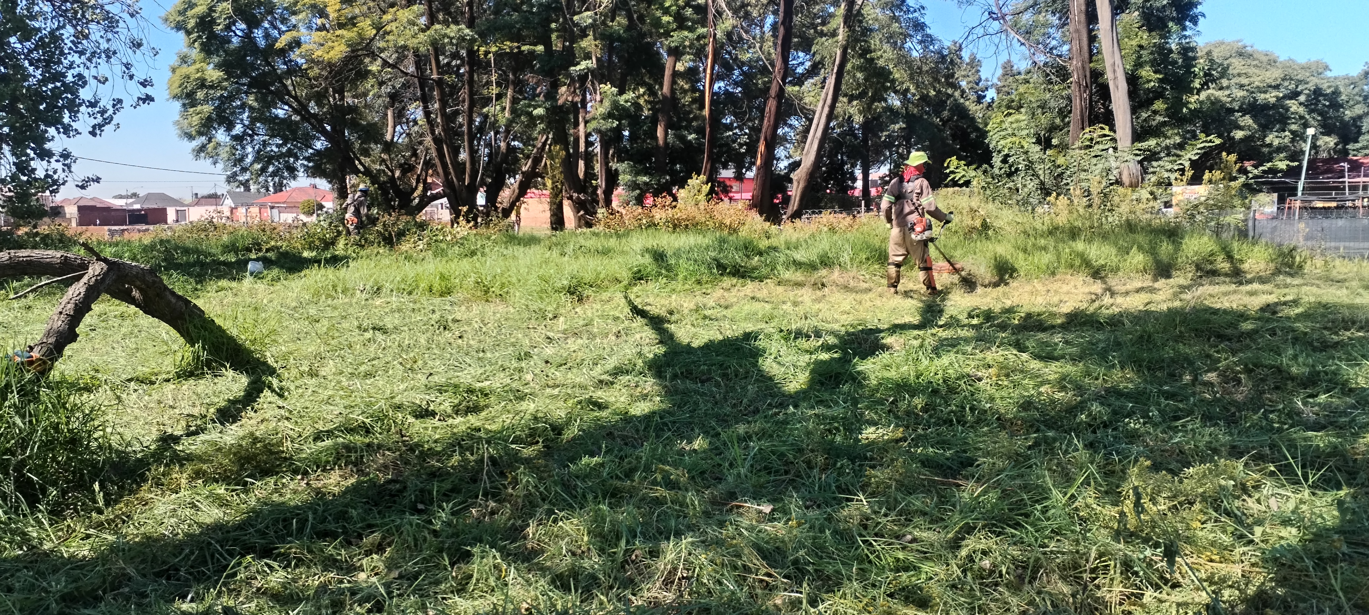 Big bush cutting 