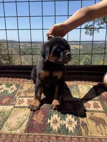 rottweiler puppy