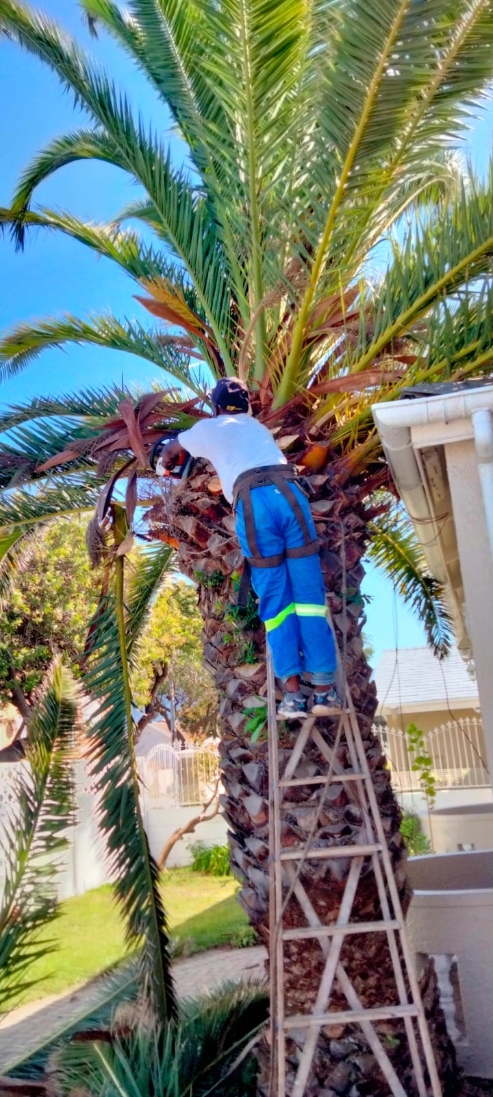 palm tree pruning cape town