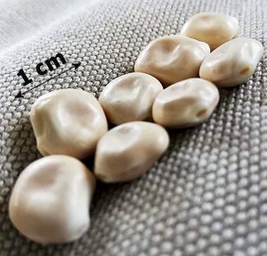wonder beans, umvoti wonder beans, miracle beans, white lupin beans, fabiolis bony, alternative Medicine, homeopathic medicine, 