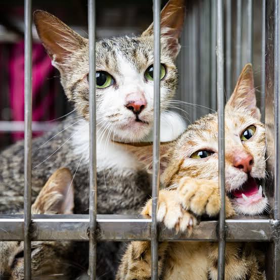 Donations for shelter animals 