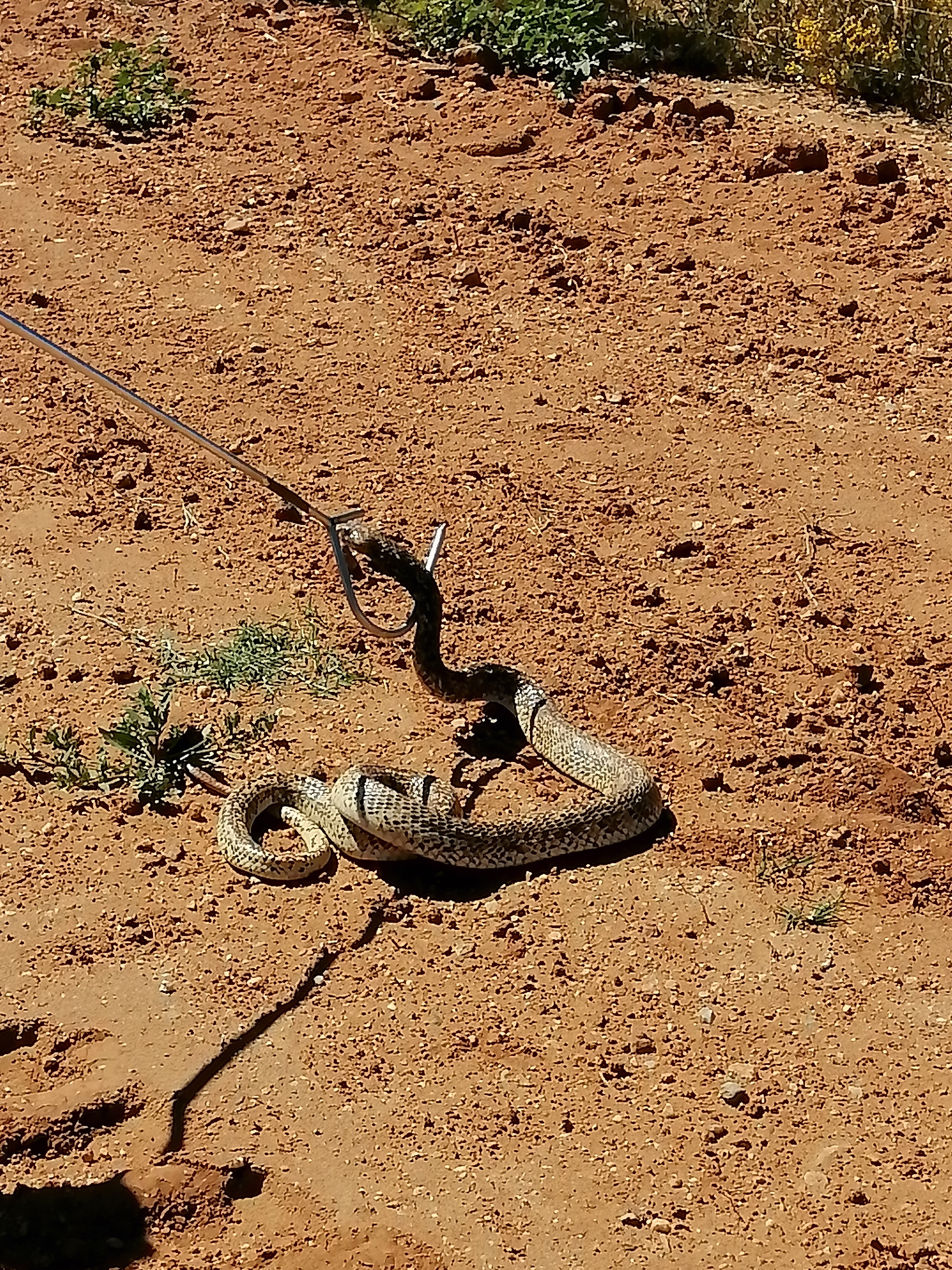 Cape Cobra 