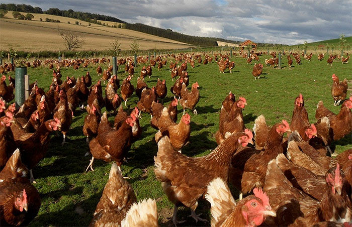 Point Of Lay Hens