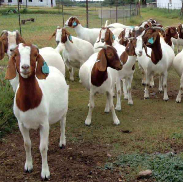 Pure breed Boer goats