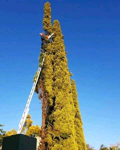 If you require tree services in Durban & surrounding areas please look no further we are here to assist you the best we can. Our services are as follows: -Tree felling & cartage -Trimming of branches -Bush clearing -Site clearing -Onceoff cleanups -Grass cutting -Hedge trimming -Garden refuse removal -Installation of instant lawn *Request your same day free quote on +27635581075. We promise to beat any written quote. Try us today for the best service and charges. 