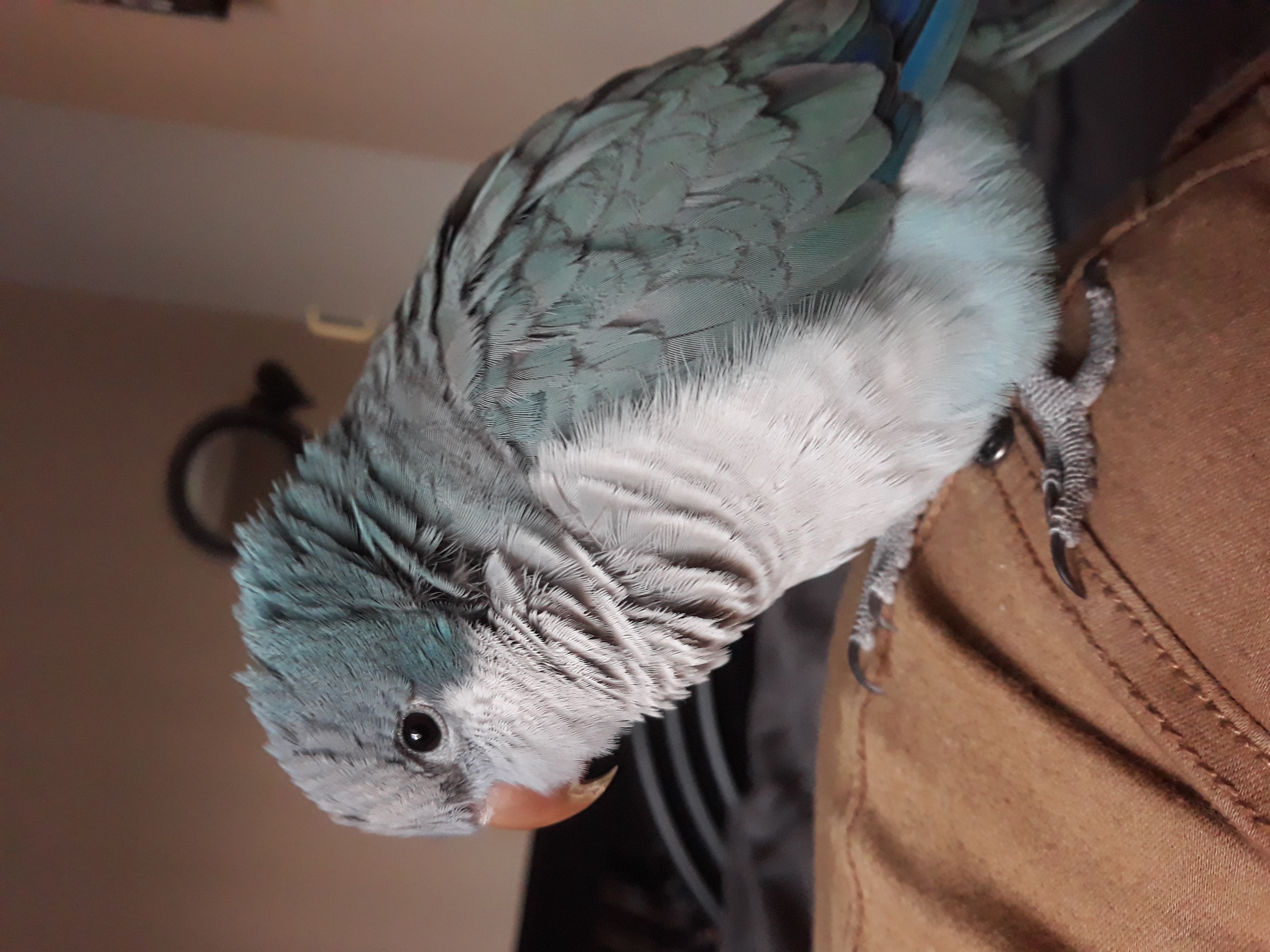 This is my pet parrot, Bubblegum! Would love to meet your pets.