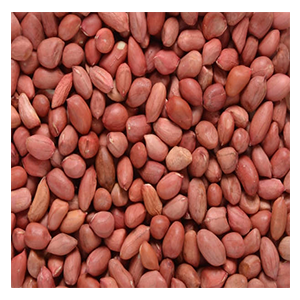 We offer a quality range of peanuts that is widely popular in food industry for adding flavor and aroma to sweets and cuisines. We offer them in various varieties including bold peanuts, , blanched bold peanuts, blanched java peanuts, peanuts in shell bold, and peanuts shell java. It is enriched with minerals such as potassium, manganese, iron, copper and zinc, which energizes body and prevents from diseases.