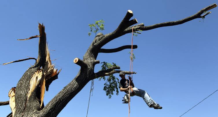 Tree cutting in progress, durbanville