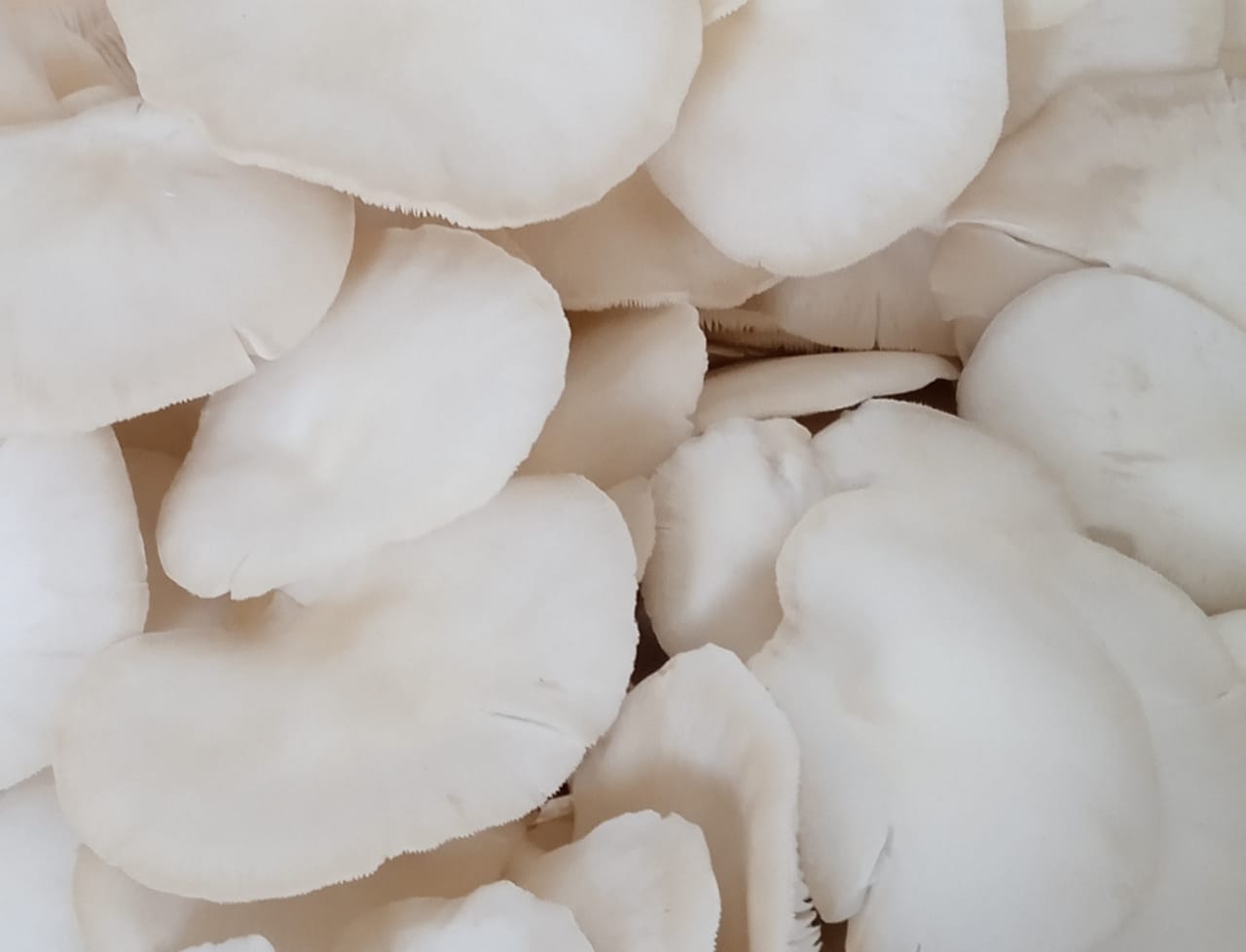 Fresh Oyster mushrooms