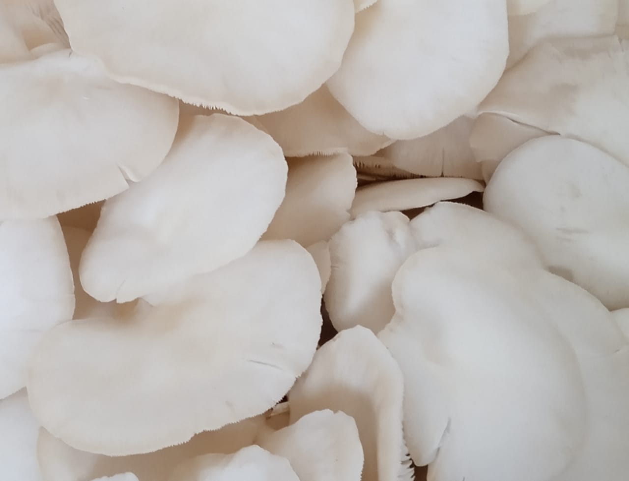 mushrooms