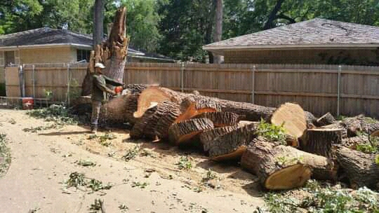 Treefelling and Instant Lawn Randburg
