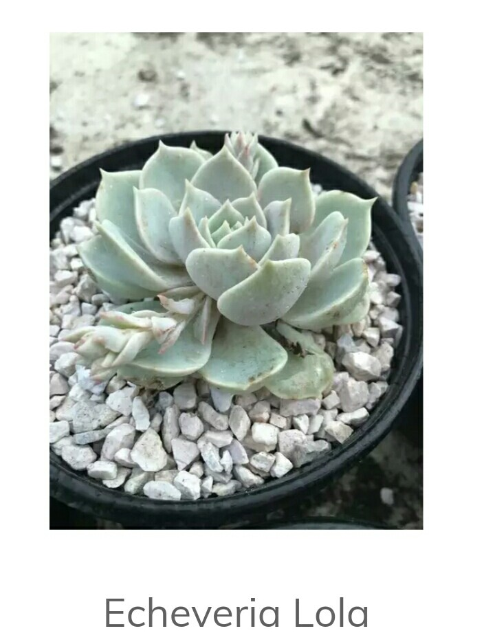 Echeveria Lola