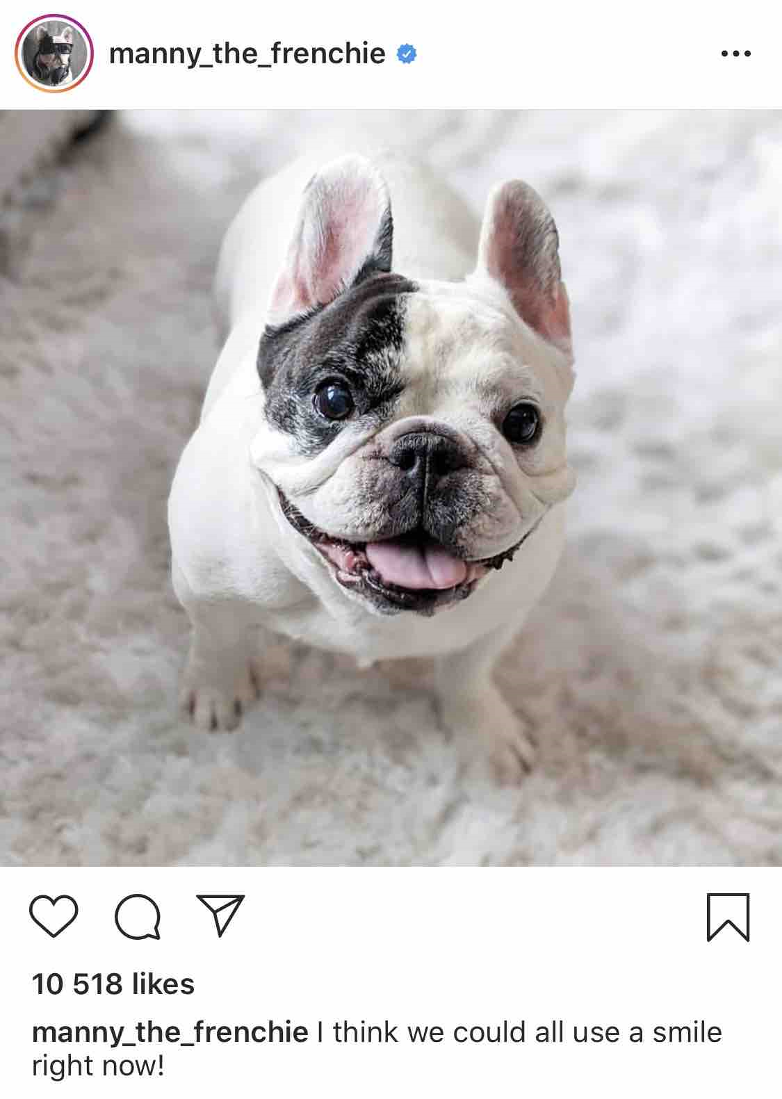 Manny The Frenchie - Instagram