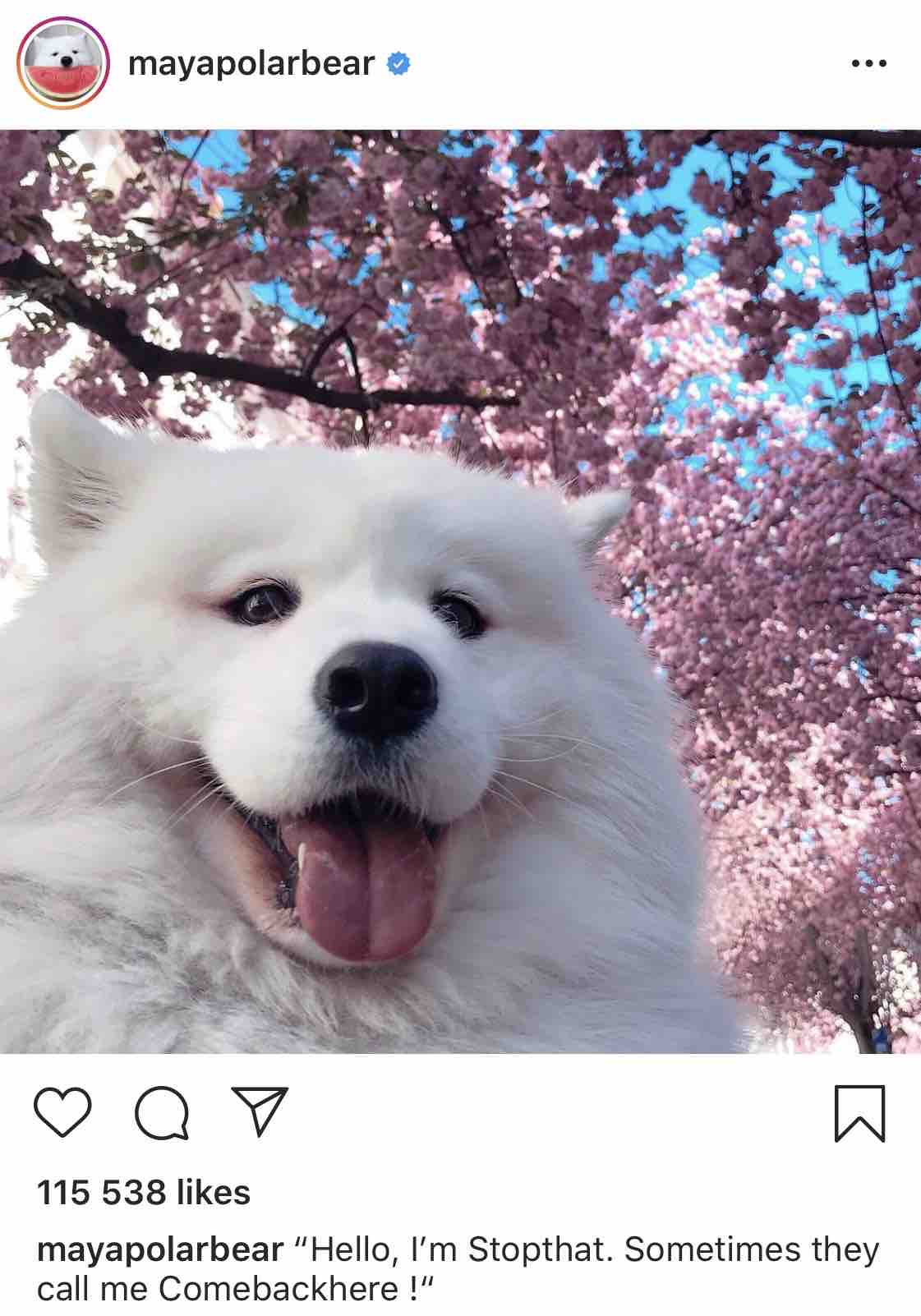 Maya the Samoyed - Instagram