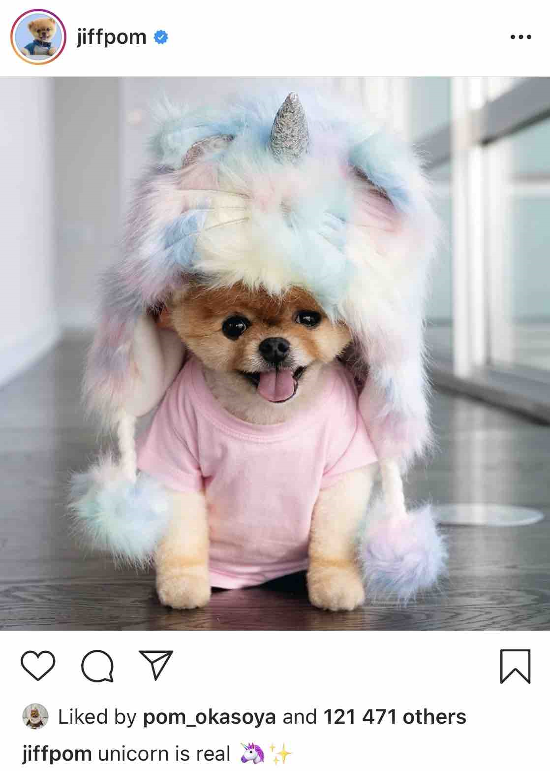 Jiffpom - Instagram