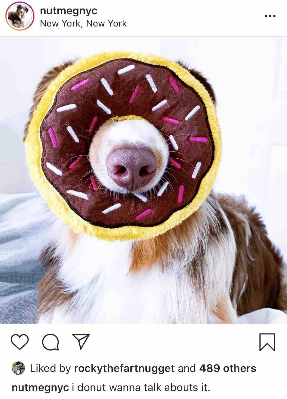 Nutmeg the Aussie - Instagram