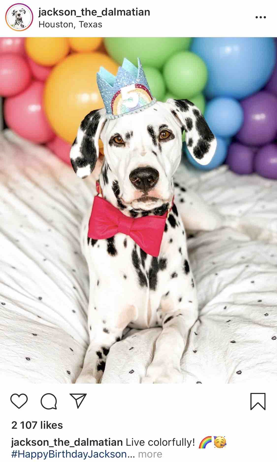 Jackson the Dalmatian - Instagram