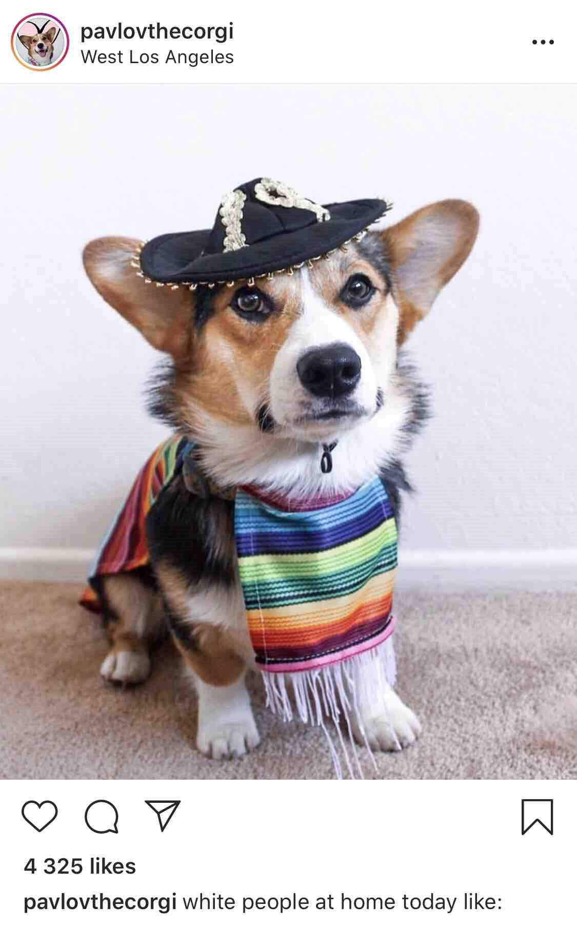 Pavlov The Corgi - Instagram