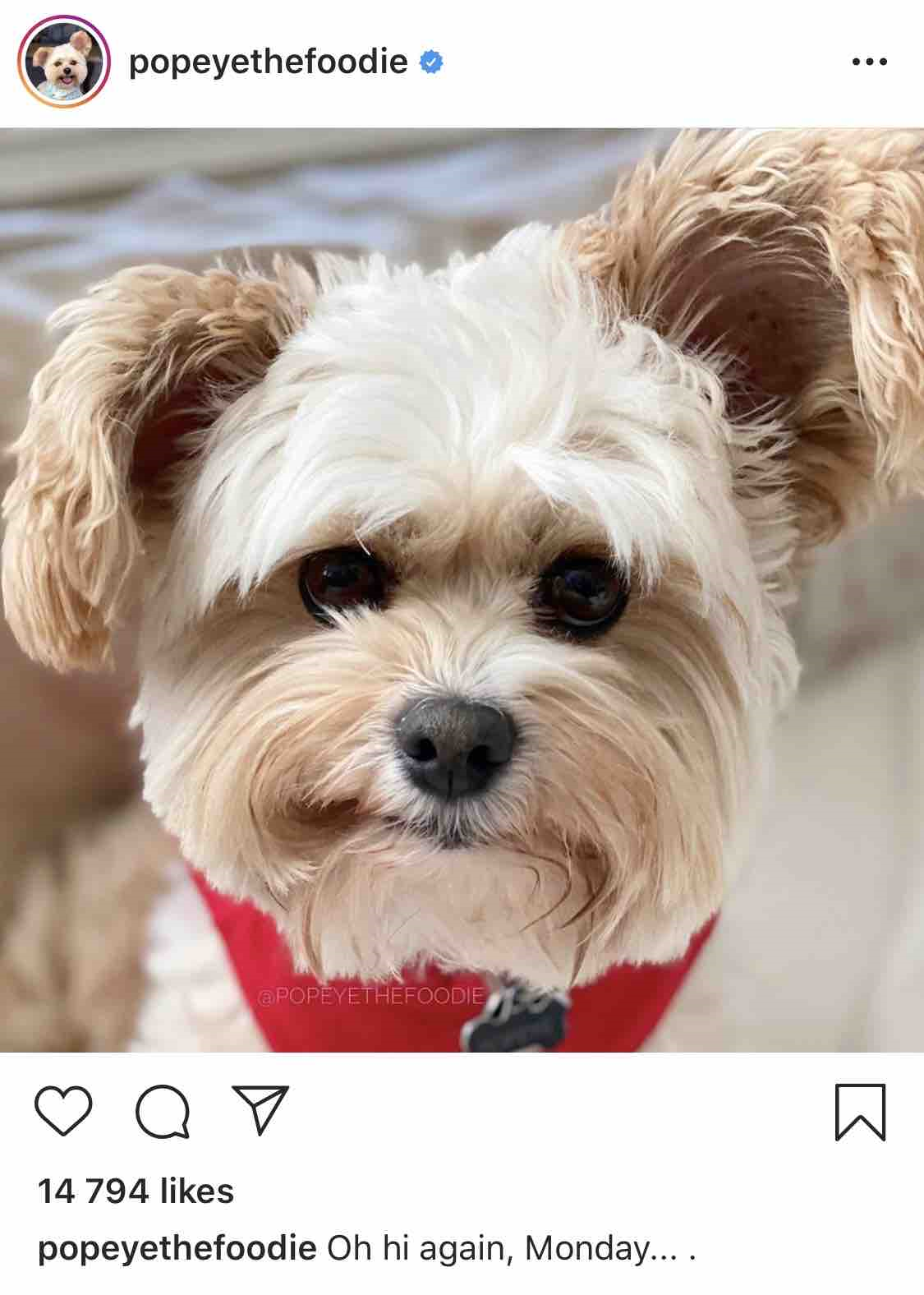 Popeye the Foodie Dog - Instagram