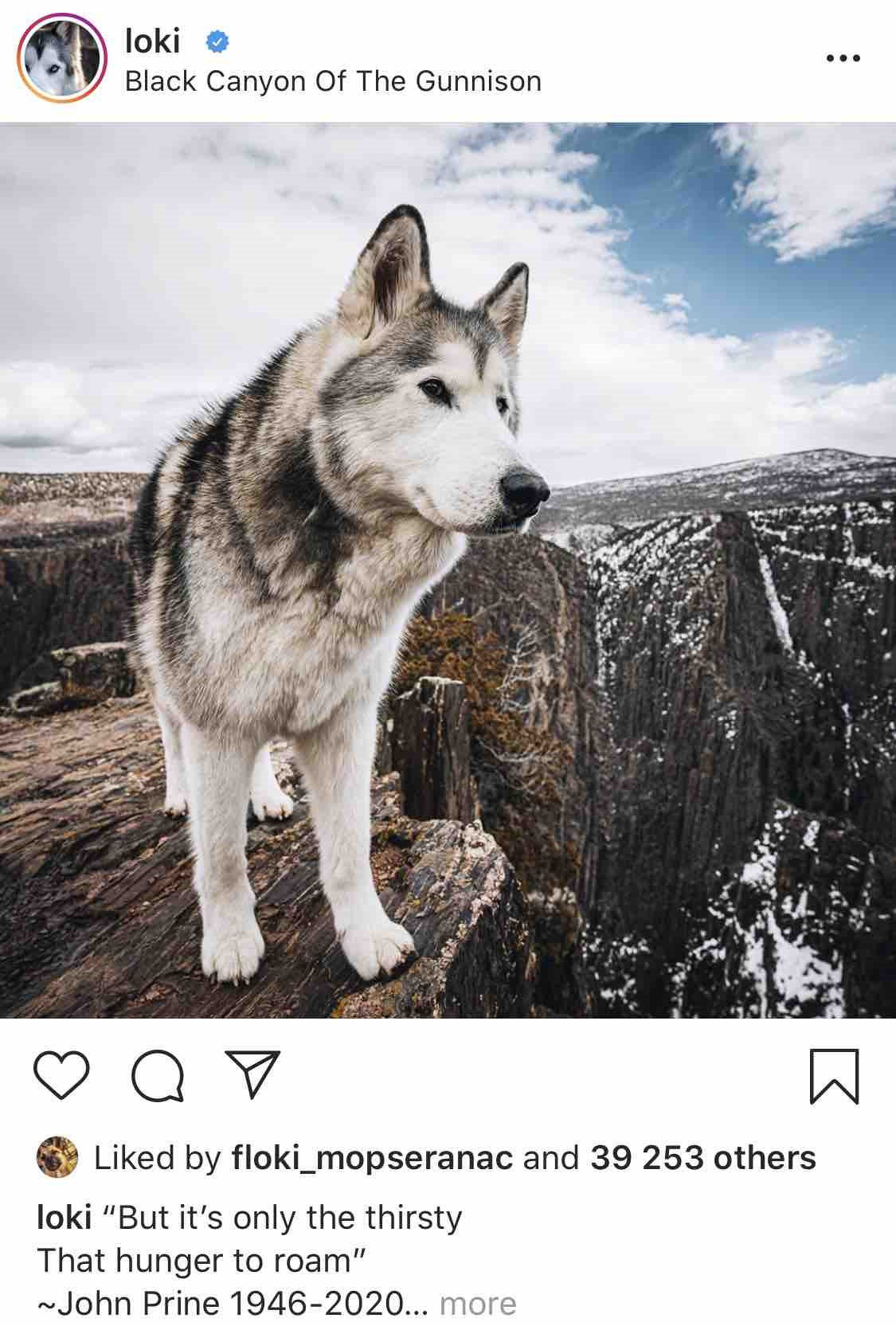 Loki the Wolfdog - Instagram